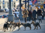 В Прикамье проблема по отлову животных ляжет на муниципалитеты