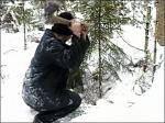 В Прикамье пресекают незаконные рубки елей