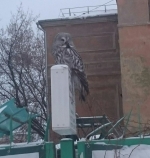 В центре Перми прохожие с удивлением наблюдали за лесной совой