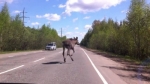 В Пермском крае в ДТП погиб лось