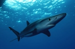 В Испании акула напала на туриста