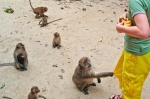 В Пхукете выпустили правила общения с обезьянами