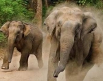 Дикий слон чуть не затоптал туристов, которые хотели сделать с ним селфи