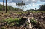 Предприниматель незаконно вырубил 900 кубометров леса 