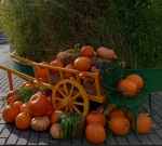 Какую погоду спрогнозировали в Прикамье на очередную неделю октября