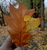 ��������� ������ ������� ����� ��������� ������ 