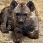 �������� ������� ������������ ����� �������� 