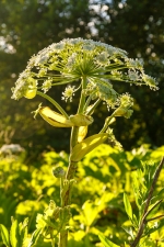 ������ �� �������� ��������� ������� ������� �������� �� 4 ��� ������ 