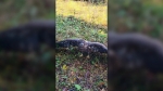 � �������� ���������������� �������������� ������-����������