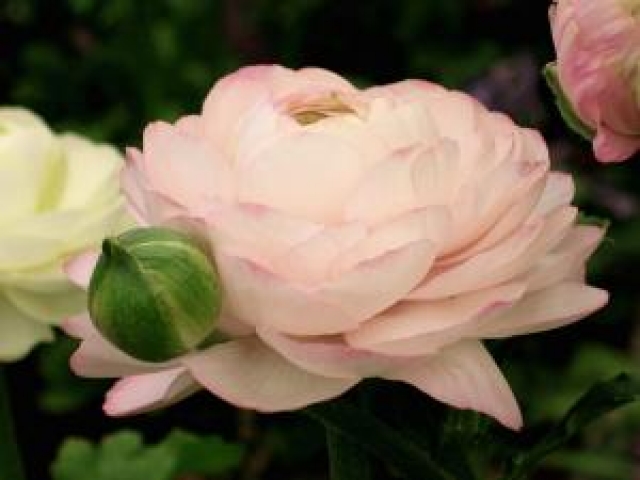 �������� ������ ���������� ����� ������ ������� ����������