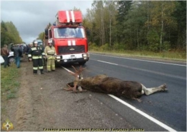 В Прикамье произошло очередное ДТП с участием лося