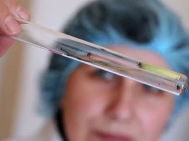 В Березниках клещевым энцефалитом заболели девять человек, из них пятеро детей