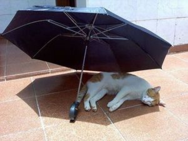 В выходные дни в Прикамье жара сохранится