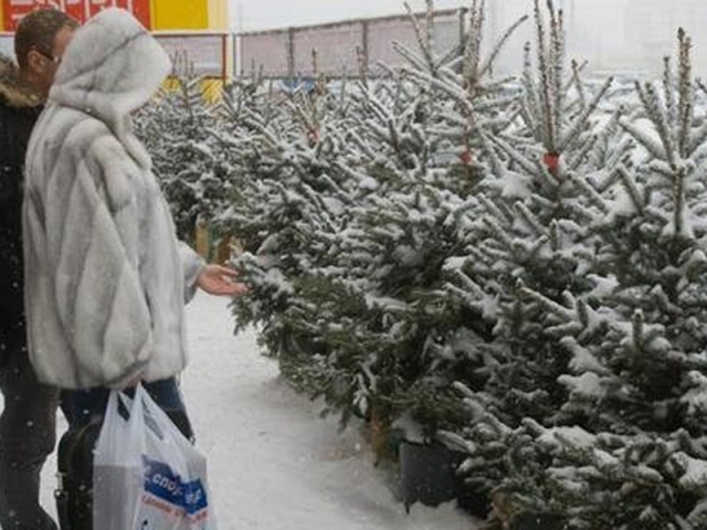 В российские города из Прикамья отправили 76 тысяч новогодних елей 