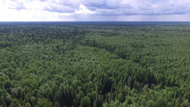 Весь лес Пермского края возьмут под контроль из космоса