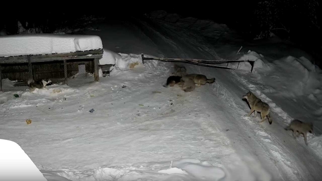 В Красновишерском районе ликвидировали стаю волков