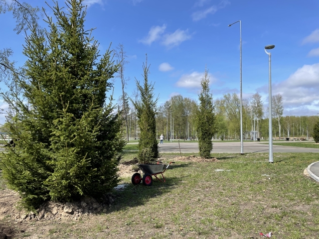 В городском парке Березников высаживают саженцы из Свердловска