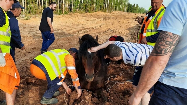 На трассе Березники-Соликамск в грязи застряла лошадь