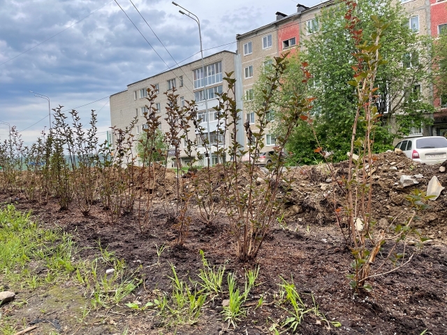 Березниковцы на улицах разворовывают саженцы декоративных кустарников