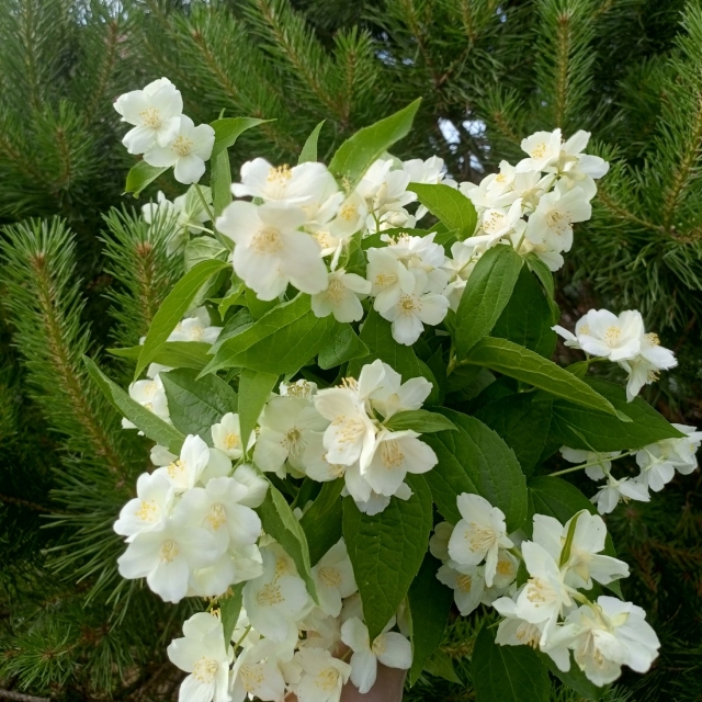 57   