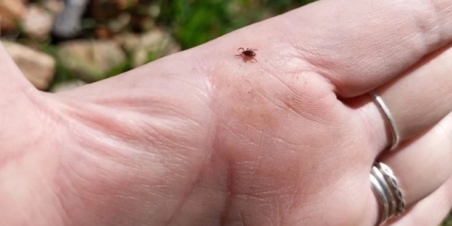 Клещи продолжают атаковать жителей Прикамья