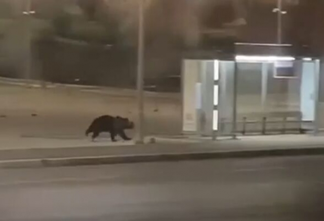 Бегавший по Соликамску медведь покинул город