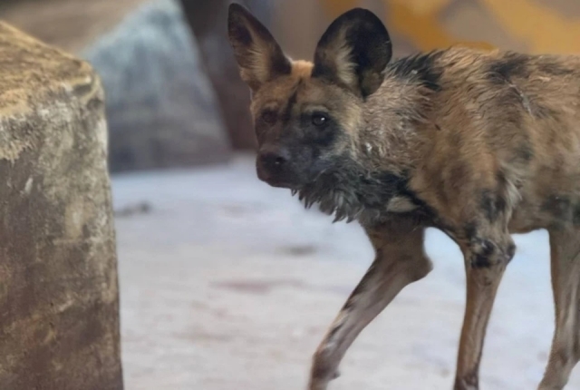 � �������� �������� ��������� ����������� ������